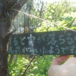 うすらうめ2m